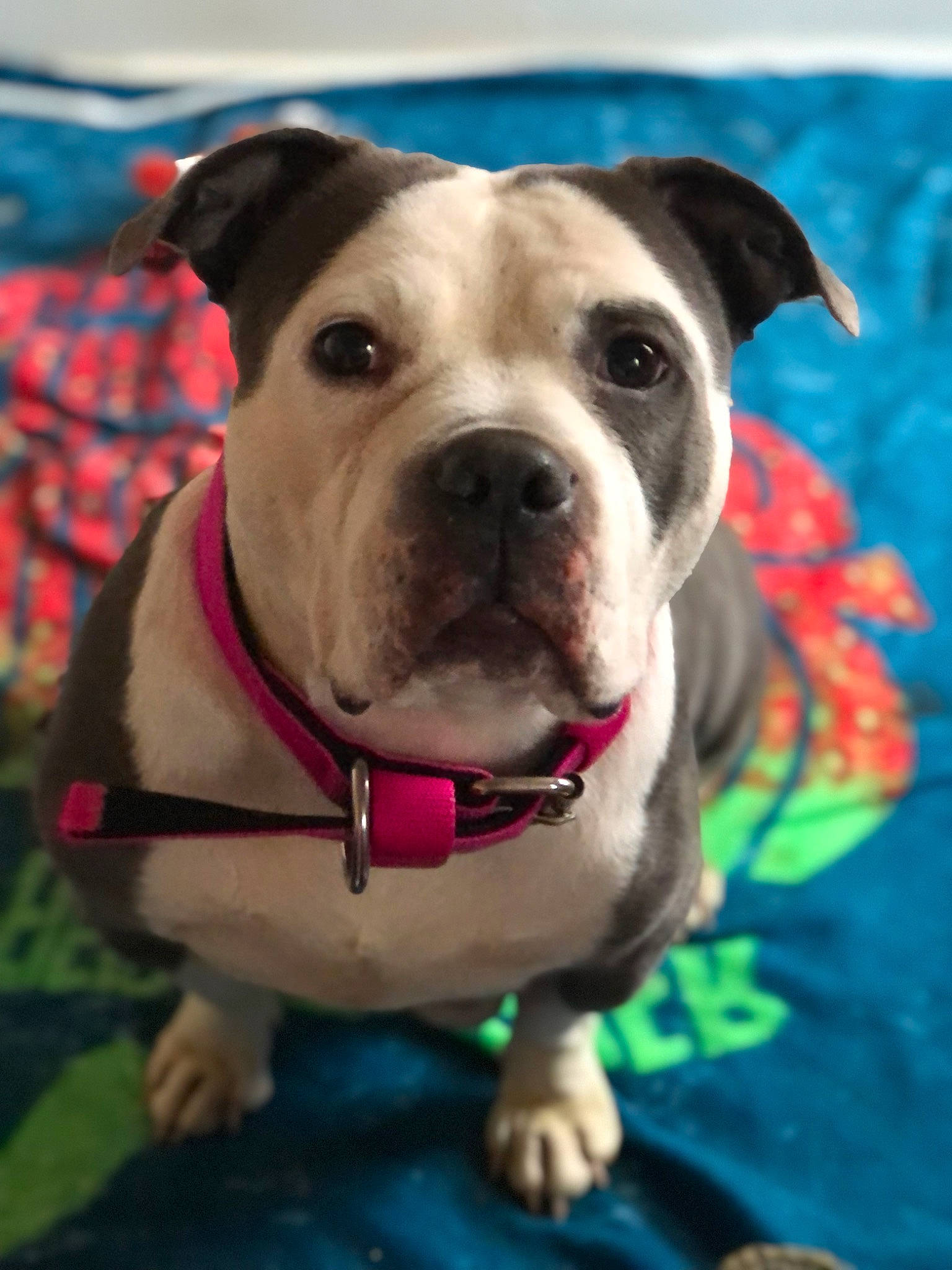 Miracle joined the competition — help win amazing prizes! ancient_dog_breeds, canidae, carnivore, collar, companion_dog, dog, dog_breed, dog_collar, dog_supply, fawn, leash, non_sporting_group, pet_supply, puppy, snout, sporting_group, whiskers, working_animal, working_dog, wrinkle