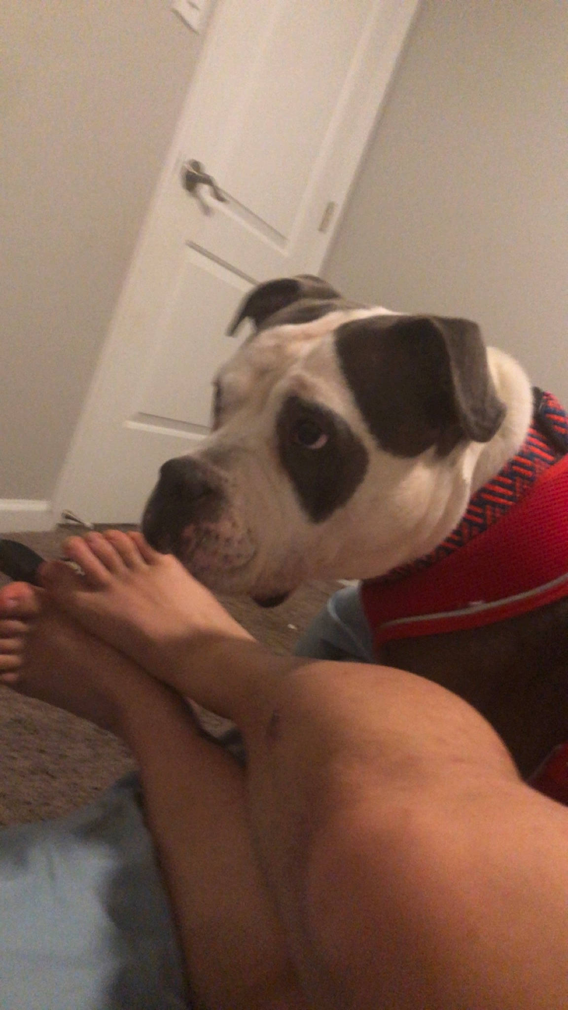 Miracle is registered to the contest to win money with this photo: abdomen, canidae, carnivore, chest, comfort, companion_dog, dog, dog_breed, door, ear, elbow, fawn, gesture, hand, human_leg, nail, snout, sporting_group, working_animal, wrist