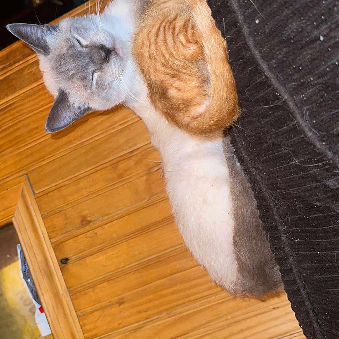 Frosty joined the competition — help win amazing prizes! abyssinian, animal, cat, closet, drawer, furniture, hardwood, indoors, interiordesign, kitten, manx, person, pet, plant, plywood, pottedplant, siamese, sleeping, stainedwood, wood