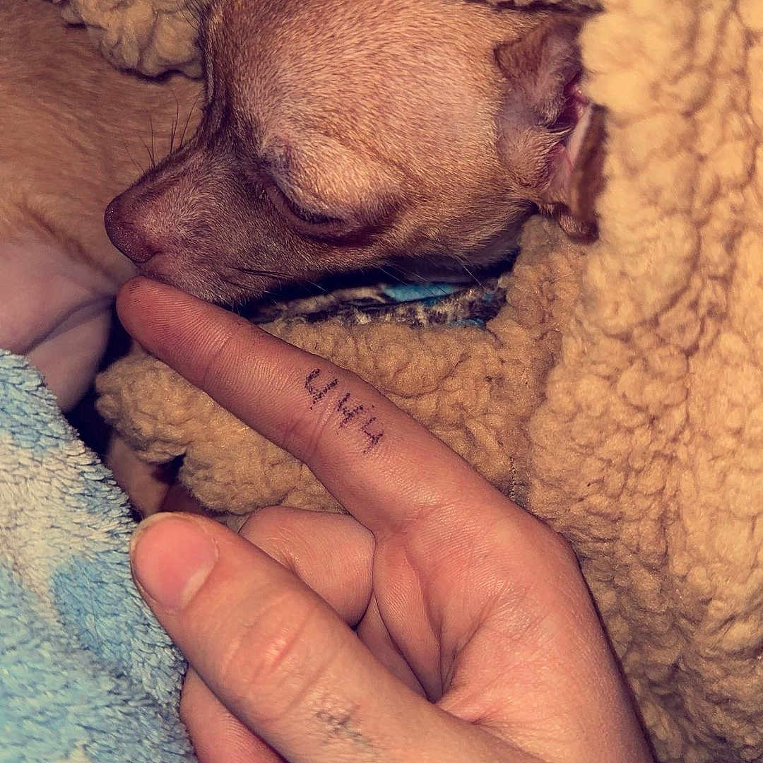 Fawn