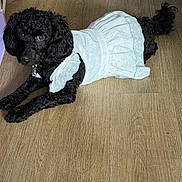 Gracia is registered to the contest to win money with this photo: animal, black_dog, clothing, collar, curly_fur, cute, dog, domestic_animal, ears, flooring, fur, indoor, laying_down, looking_up, pet, portrait, small_dog, tail, white_dress, wood_floor