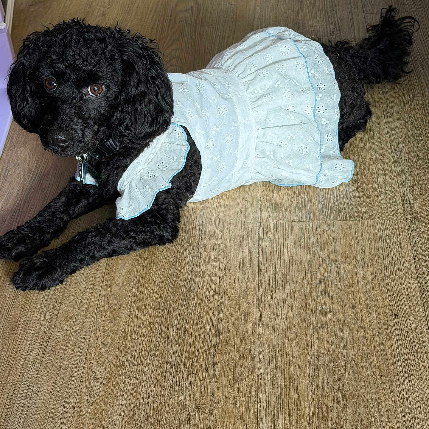 Gracia is registered to the contest to win money with this photo: animal, black_dog, clothing, collar, curly_fur, cute, dog, domestic_animal, ears, flooring, fur, indoor, laying_down, looking_up, pet, portrait, small_dog, tail, white_dress, wood_floor