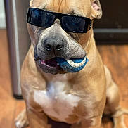 Zeus joined the competition — help win amazing prizes! dog, sunglasses, tennis_ball, brown_dog, pet, indoor, wooden_floor, kitchen, animal, playing, cute, funny, canine, sitting, portrait, household, domestic, accessory, toy, companion