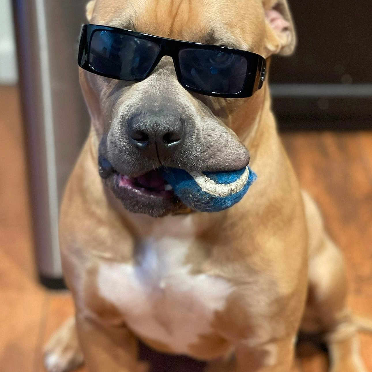 Zeus