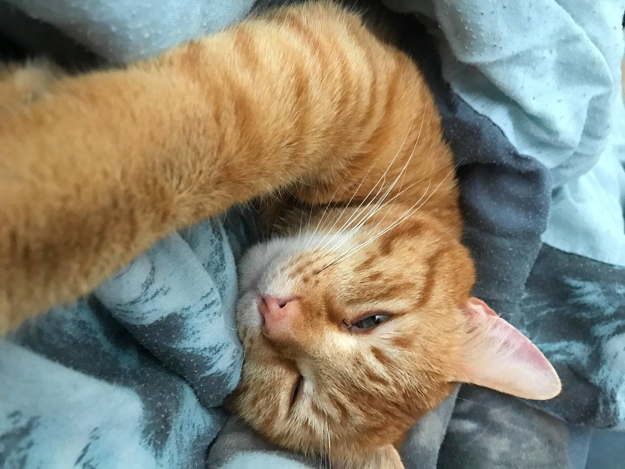 Syrou a rejoint le concours — aidez-le/la à gagner de superbes lots ! carnivore, cat, claw, comfort, domestic_short_haired_cat, fawn, felidae, foot, fur, gesture, human_leg, nap, paw, sitting, small_to_medium_sized_cats, snout, tail, terrestrial_animal, whiskers, wrinkle