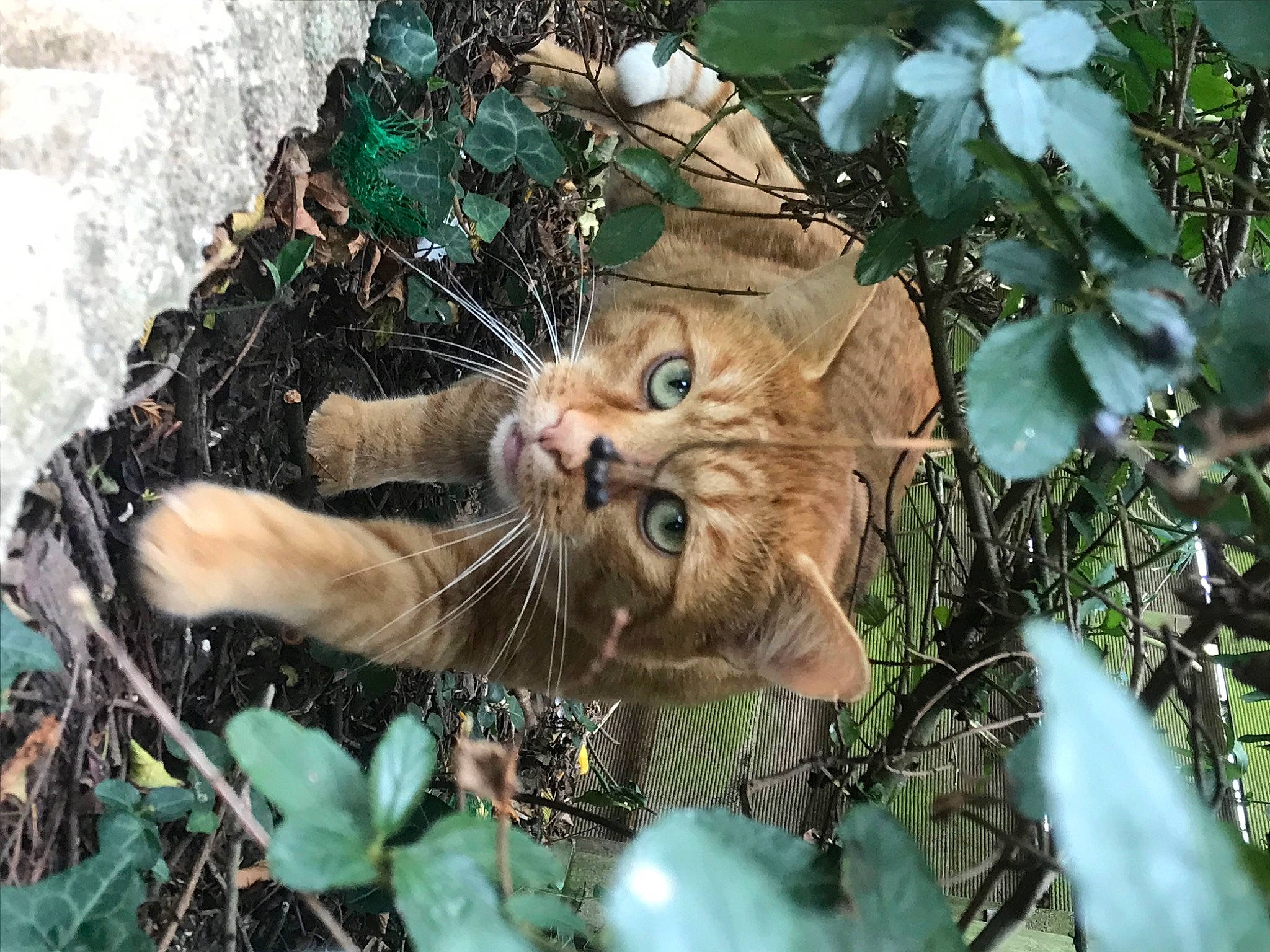 Syrou participe au concours pour gagner de l'argent avec cette photo : branch, carnivore, cat, christmas_ornament, domestic_short_haired_cat, fawn, felidae, fur, grass, groundcover, herb, plant, small_to_medium_sized_cats, snout, tail, terrestrial_animal, tree, twig, whiskers, wood