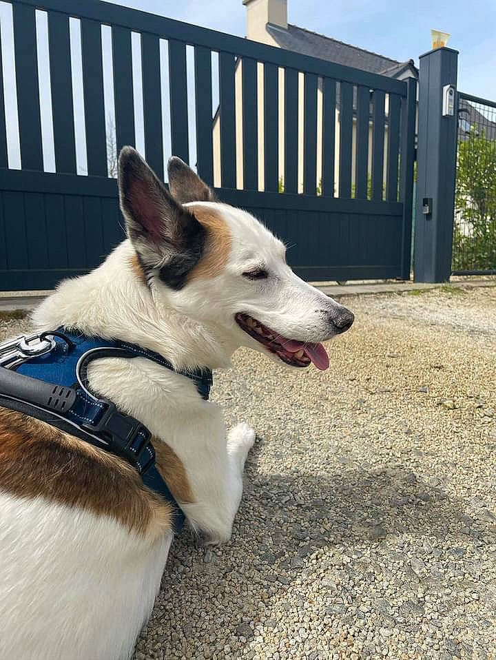Volt participe au concours pour gagner de l'argent avec cette photo : canidae, carnivore, collar, companion_dog, dog, dog_breed, dog_collar, dog_supply, fence, foot, herding_dog, paw, pet_supply, plant, road_surface, sky, sporting_group, whiskers, working_animal, working_dog