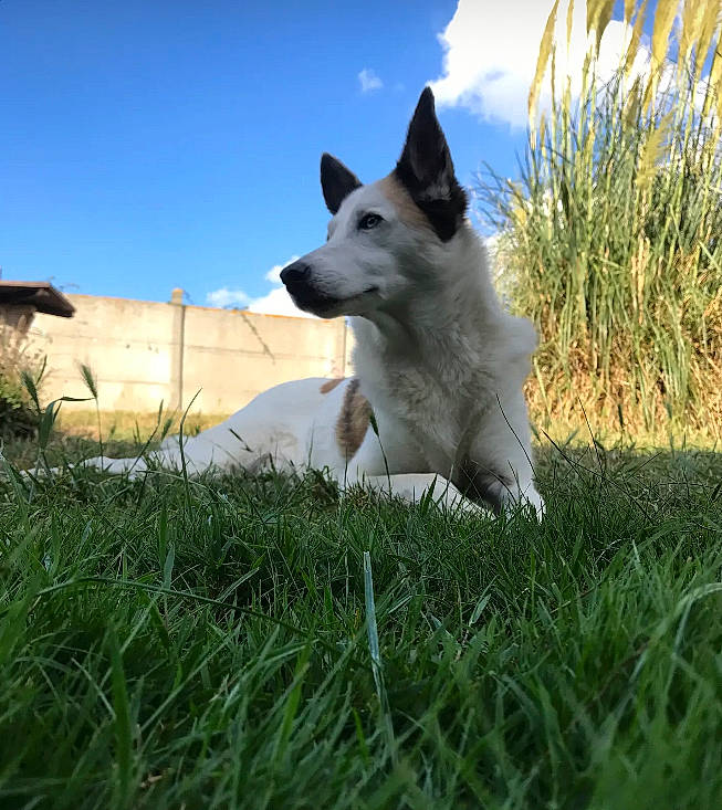 Volt participe au concours pour gagner de l'argent avec cette photo : canidae, carnivore, cloud, companion_dog, dog, dog_breed, grass, grassland, landscape, non_sporting_group, plant, sky, sporting_group, tail, terrestrial_animal, working_animal, working_dog