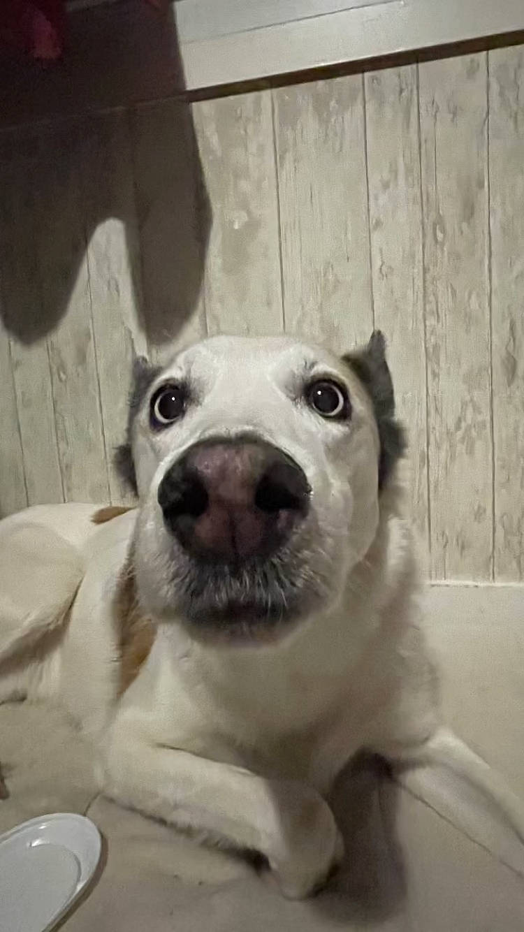 Volt participe au concours pour gagner de l'argent avec cette photo : canidae, carnivore, collar, companion_dog, dog, dog_breed, dog_collar, ear, fang, fawn, fur, jaw, non_sporting_group, pet_supply, serveware, snout, sporting_group, terrestrial_animal, whiskers, working_animal