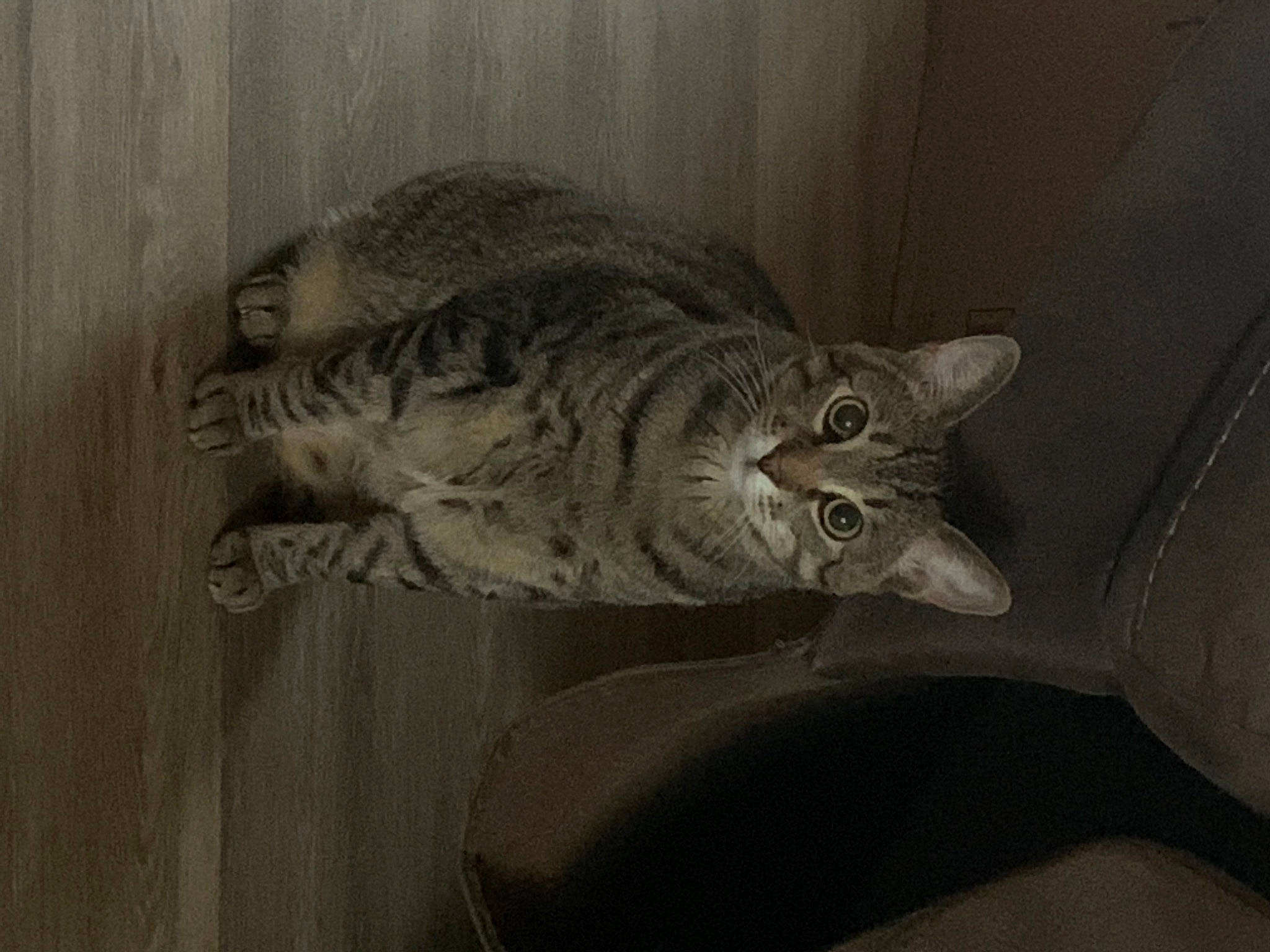 Punkin is registered to the contest to win money with this photo: art, carnivore, cat, domestic_short_haired_cat, felidae, fur, grey, illustration, jaw, monochrome, painting, paw, small_to_medium_sized_cats, snout, tail, terrestrial_animal, visual_arts, whiskers, window, wood