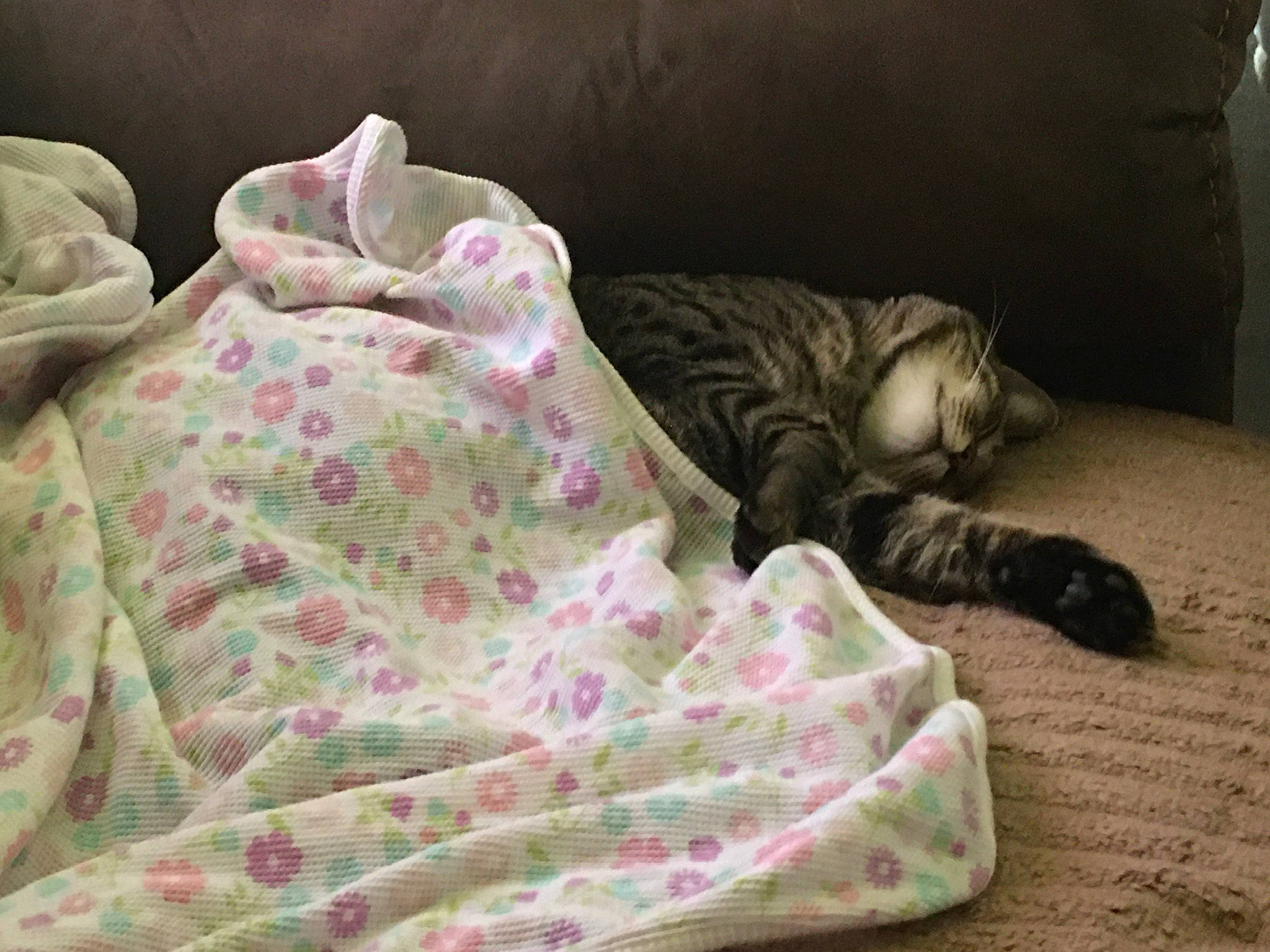 Punkin is registered to the contest to win money with this photo: bed_sheet, bedding, blanket, carnivore, cat, comfort, domestic_short_haired_cat, felidae, fur, linens, magenta, pattern, peach, pink, room, small_to_medium_sized_cats, tail, textile, whiskers, wood