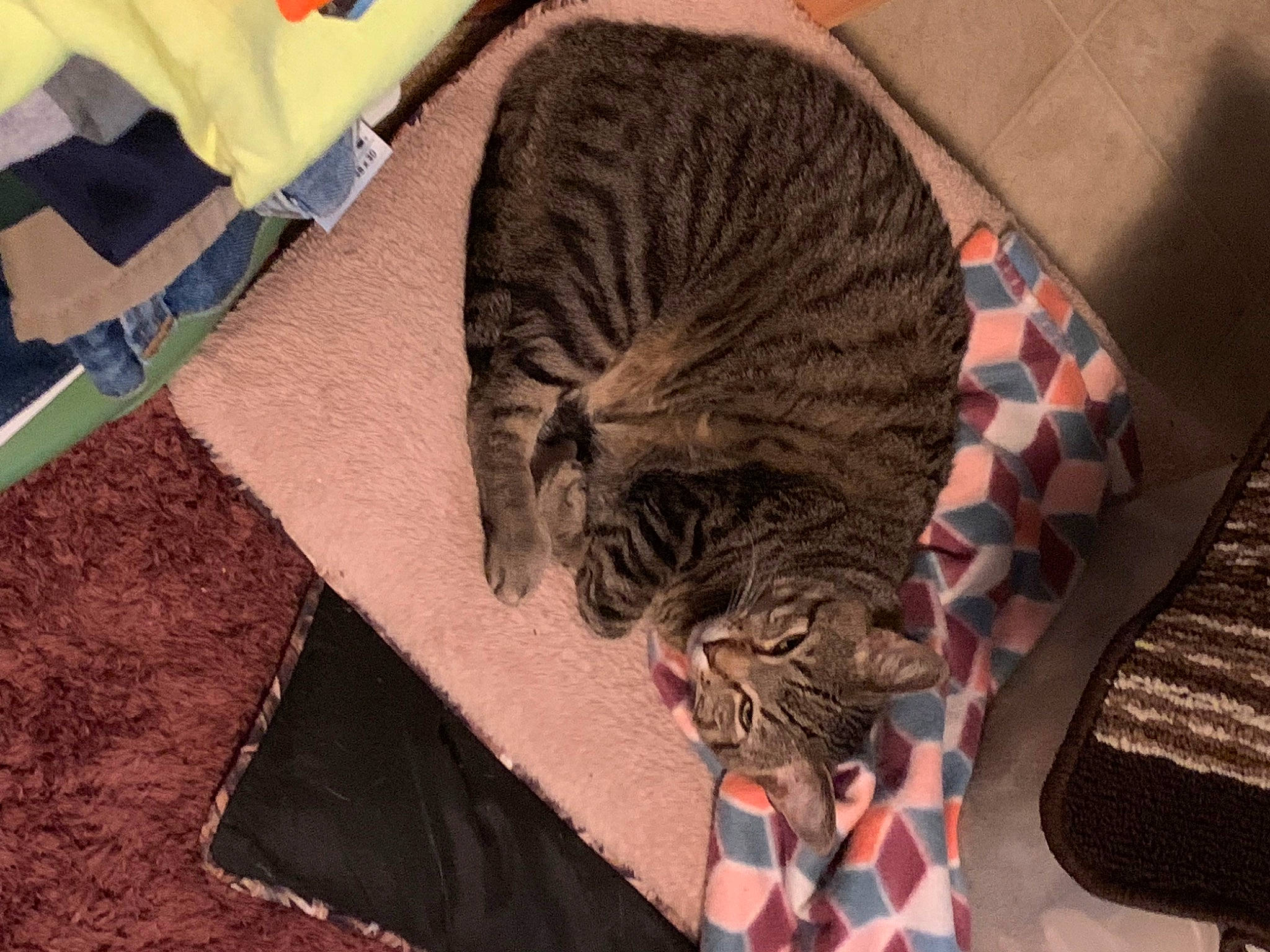 Punkin is registered to the contest to win money with this photo: big_cats, brown, carnivore, cat, comfort, domestic_short_haired_cat, fawn, felidae, flooring, fur, pattern, small_to_medium_sized_cats, snout, sporting_group, tail, terrestrial_animal, tree, whiskers, wildlife, wood