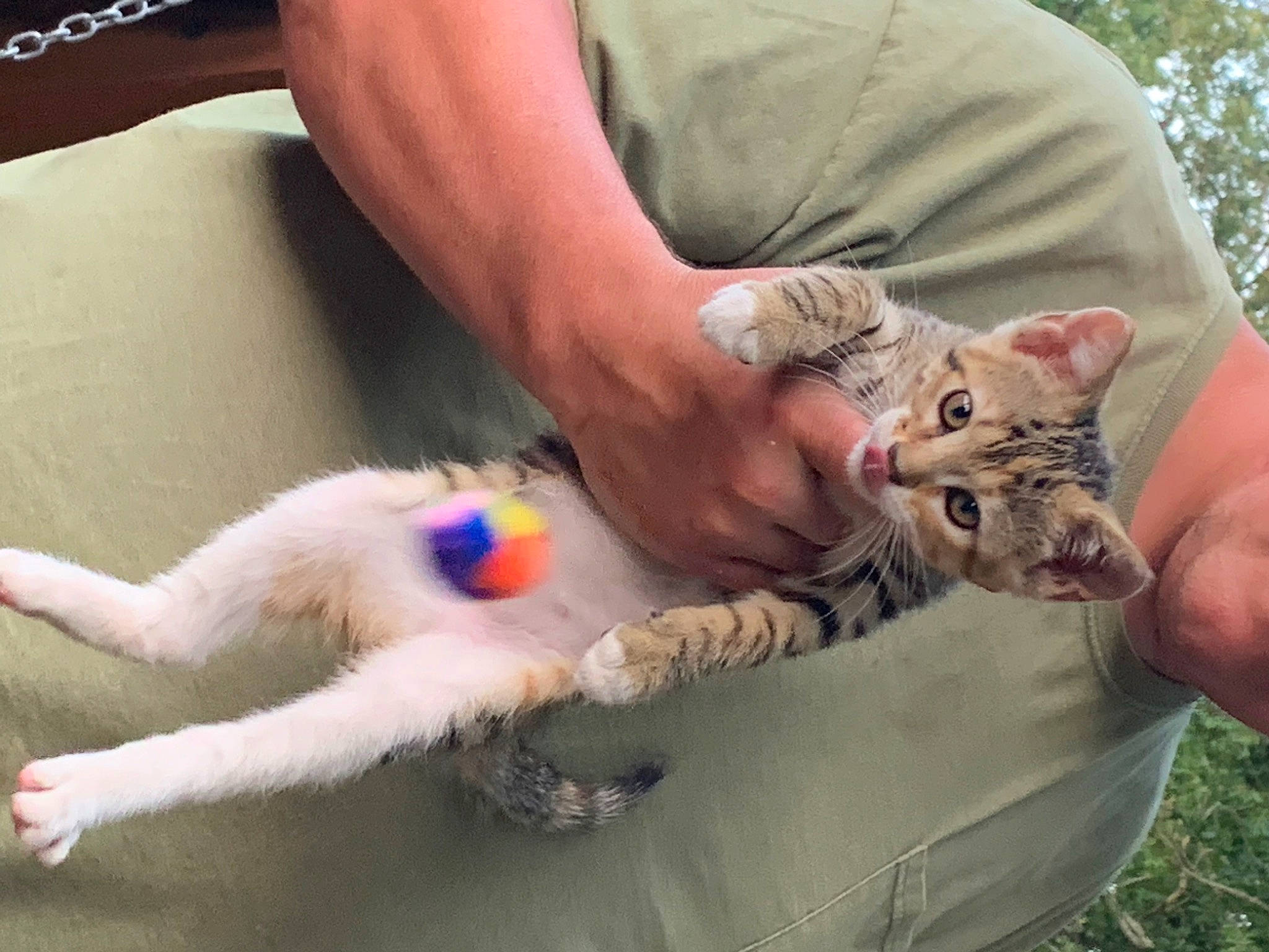 Pearl joined the competition — help win amazing prizes! carnivore, cat, collar, domestic_short_haired_cat, fawn, felidae, foot, fur, grass, hand, human_leg, lap, mammal, nail, paw, sitting, small_to_medium_sized_cats, vertebrate, whiskers, wrist