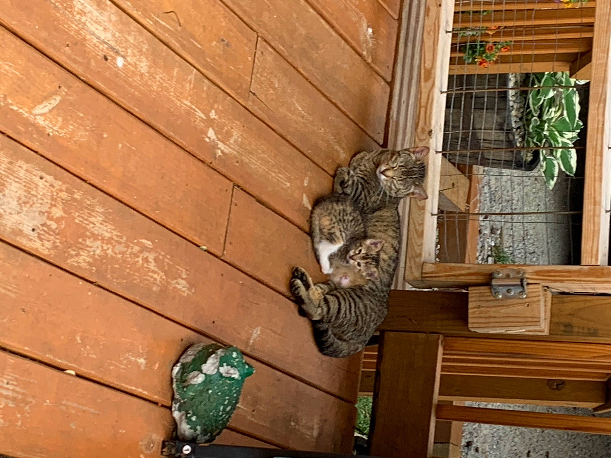Pearl is registered to the contest to win money with this photo: beam, brick, brickwork, brown, building, carnivore, cat, felidae, hardwood, house, metal, plank, plant, plywood, room, small_to_medium_sized_cats, stairs, window, wood, wood_stain
