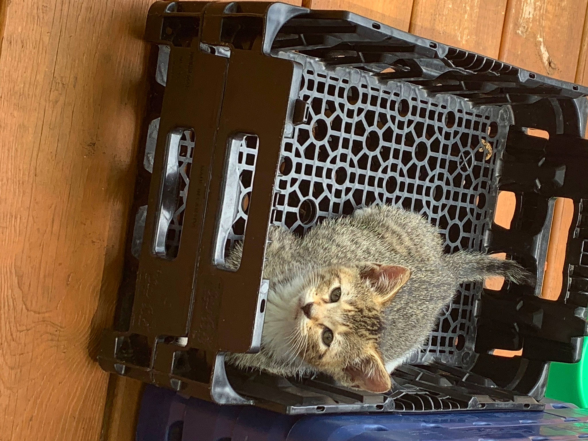 Pearl is registered to the contest to win money with this photo: auto_part, basket, big_cats, cat, domestic_short_haired_cat, electronics, fashion_accessory, felidae, fur, metal, rodent, small_to_medium_sized_cats, whiskers, wire, wood