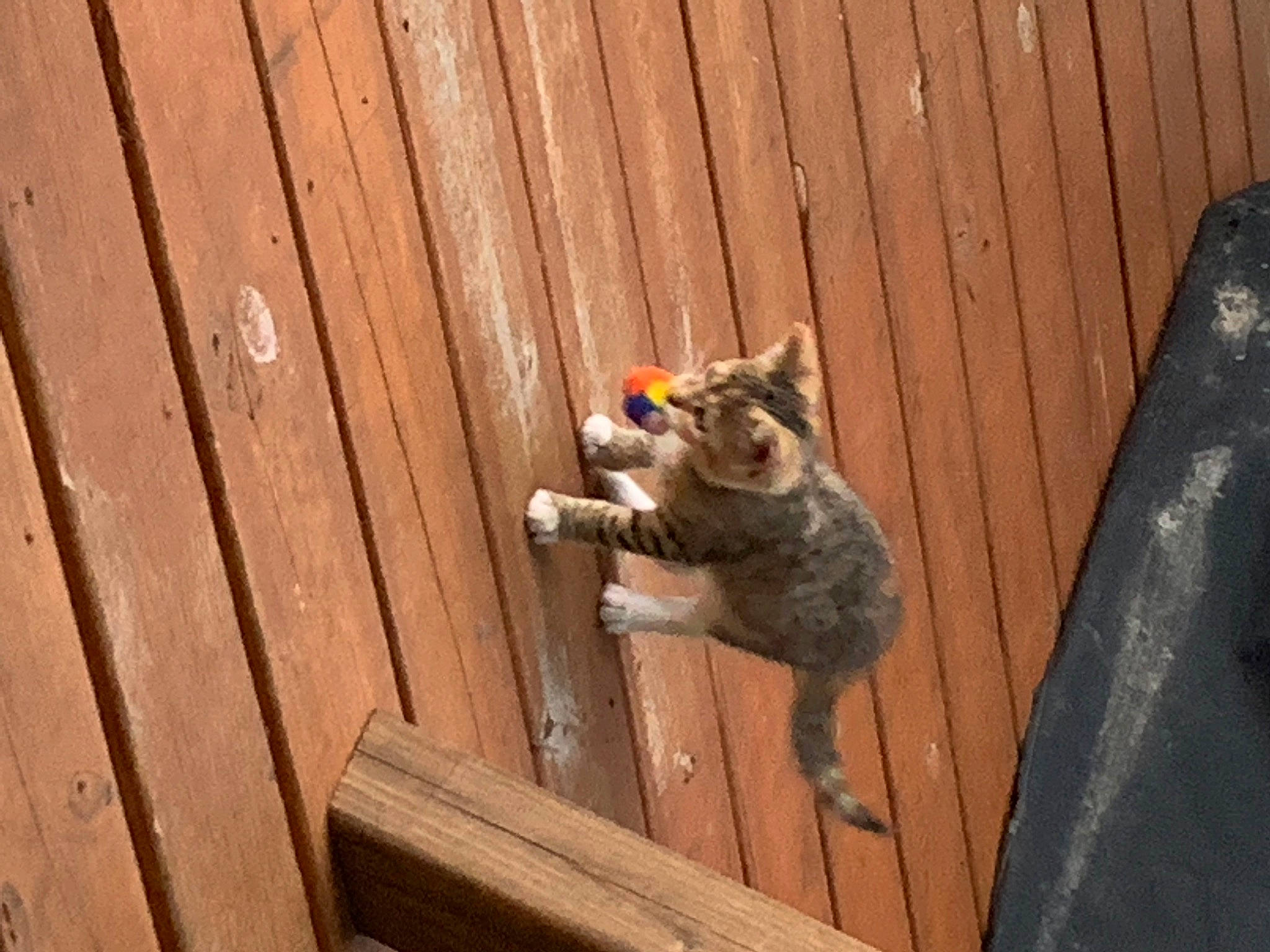 Pearl joined the competition — help win amazing prizes! canidae, carnivore, cat, domestic_short_haired_cat, fawn, felidae, flooring, fur, hardwood, plank, small_to_medium_sized_cats, snout, sporting_group, squirrel, tail, terrestrial_animal, whiskers, wildlife, wood, wood_stain