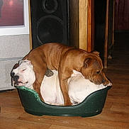 Art participe au concours pour gagner de l'argent avec cette photo : dog, two_dogs, dog_bed, brown_dog, white_dog, indoor, wooden_floor, speaker, resting, sleeping, pet, animal, cozy, cute, home, floor, furniture, relaxed, companion, friendship