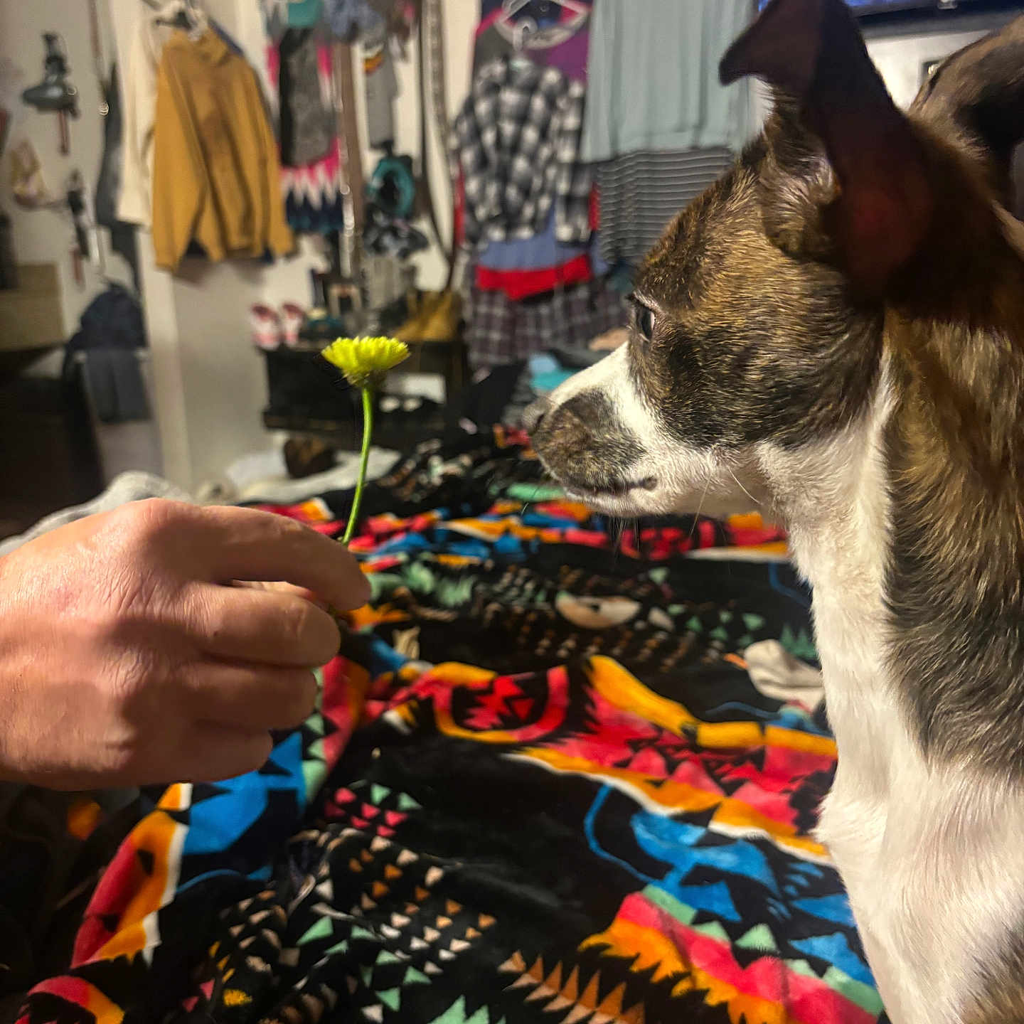 Snickers joined the competition — help win amazing prizes! adult, animal, baby, bodypart, canine, computerhardware, dog, electronics, finger, furniture, hand, hardware, indoors, interiordesign, male, man, monitor, person, pet, screen