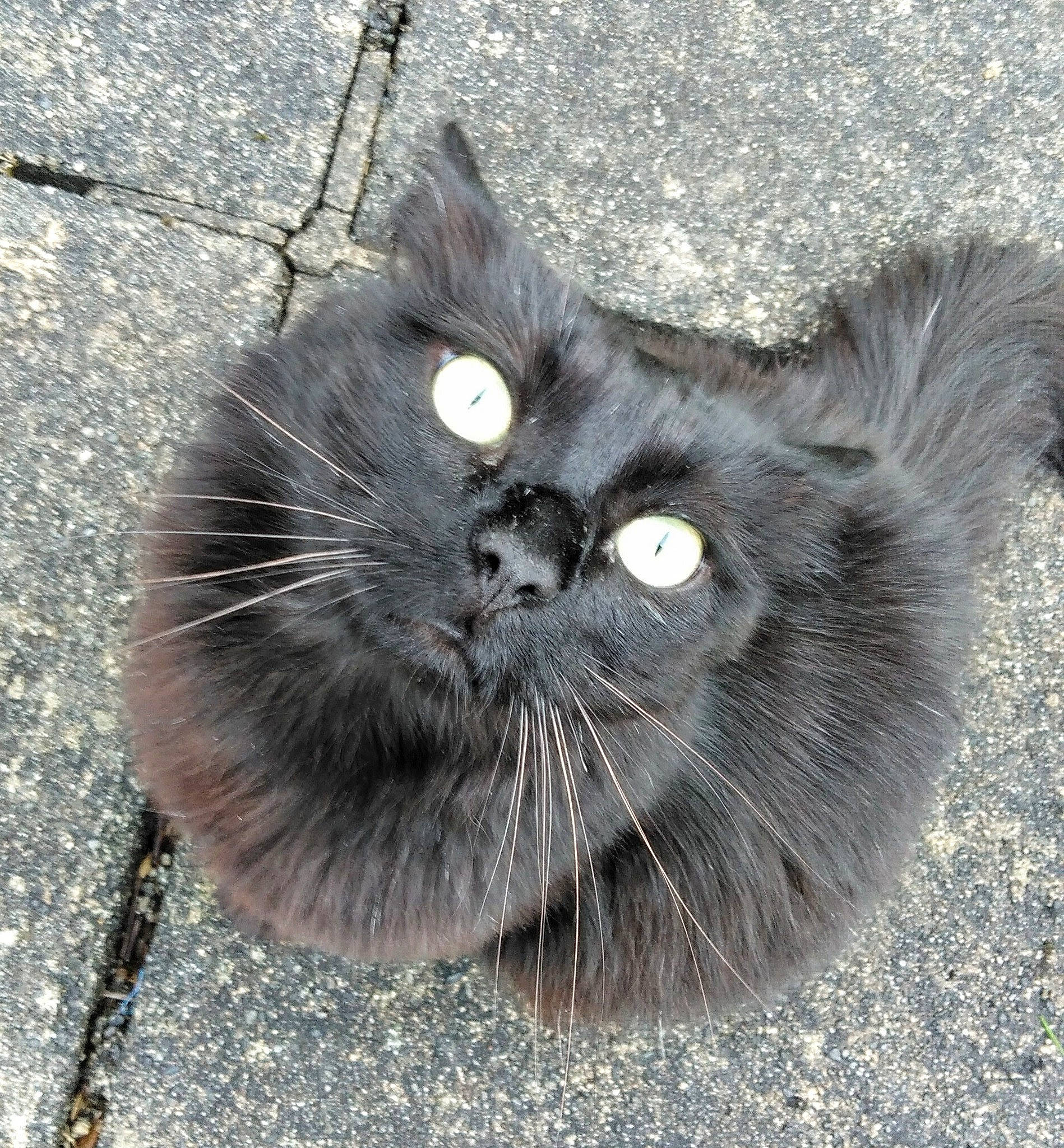 Nono participe au concours pour gagner de l'argent avec cette photo : asphalt, automotive_tire, black_cat, british_longhair, carnivore, cat, claw, domestic_short_haired_cat, felidae, fur, grass, grey, paw, road_surface, sitting, small_to_medium_sized_cats, snout, tail, terrestrial_animal, whiskers