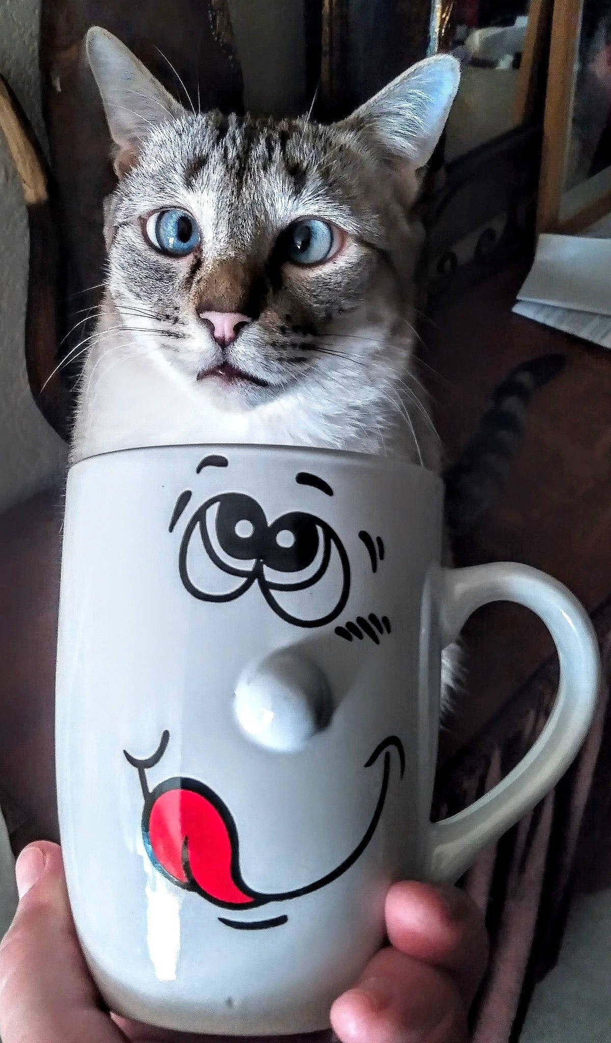 Pichu participe au concours pour gagner de l'argent avec cette photo : box, carnivore, cat, ceramic, coffee_cup, cup, dishware, domestic_short_haired_cat, drinkware, felidae, mug, porcelain, pottery, serveware, small_to_medium_sized_cats, tableware, tail, teacup, whiskers