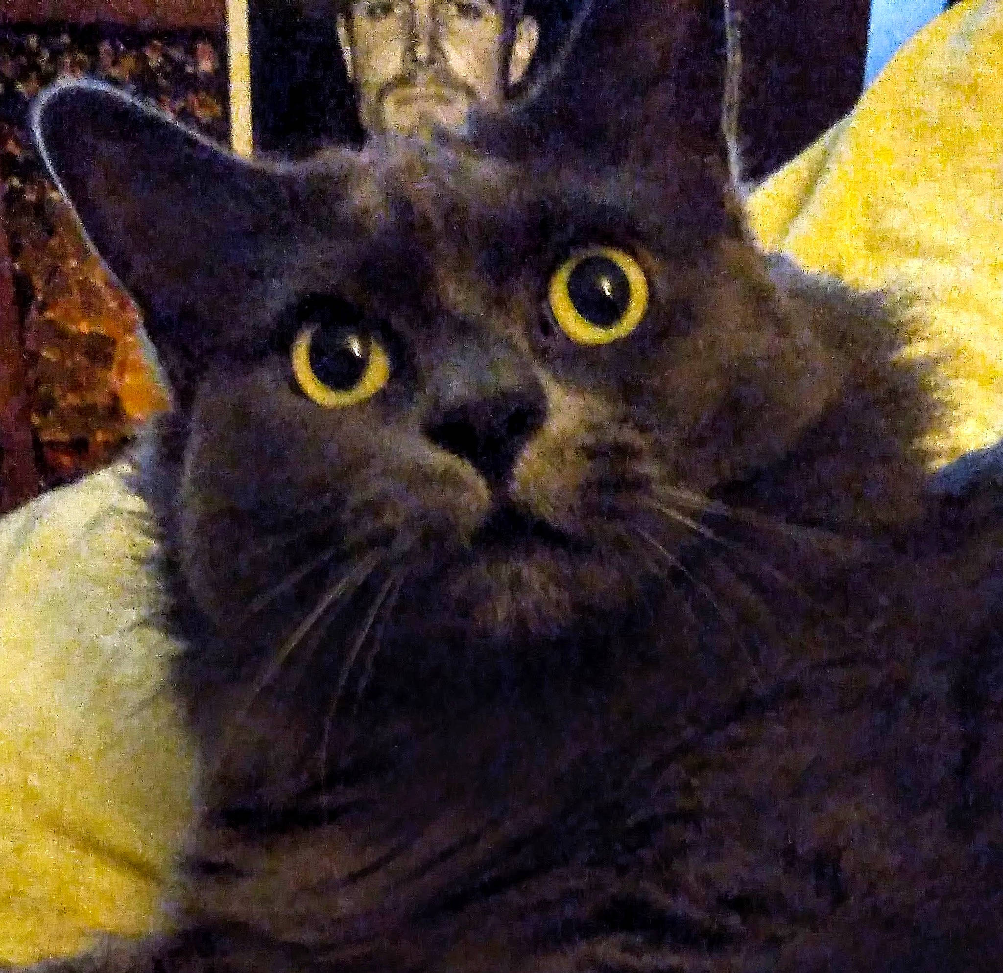 Lilas a rejoint le concours — aidez-le/la à gagner de superbes lots ! art, black_cat, carnivore, cat, comfort, domestic_short_haired_cat, eye, felidae, fur, iris, small_to_medium_sized_cats, snout, terrestrial_animal, whiskers