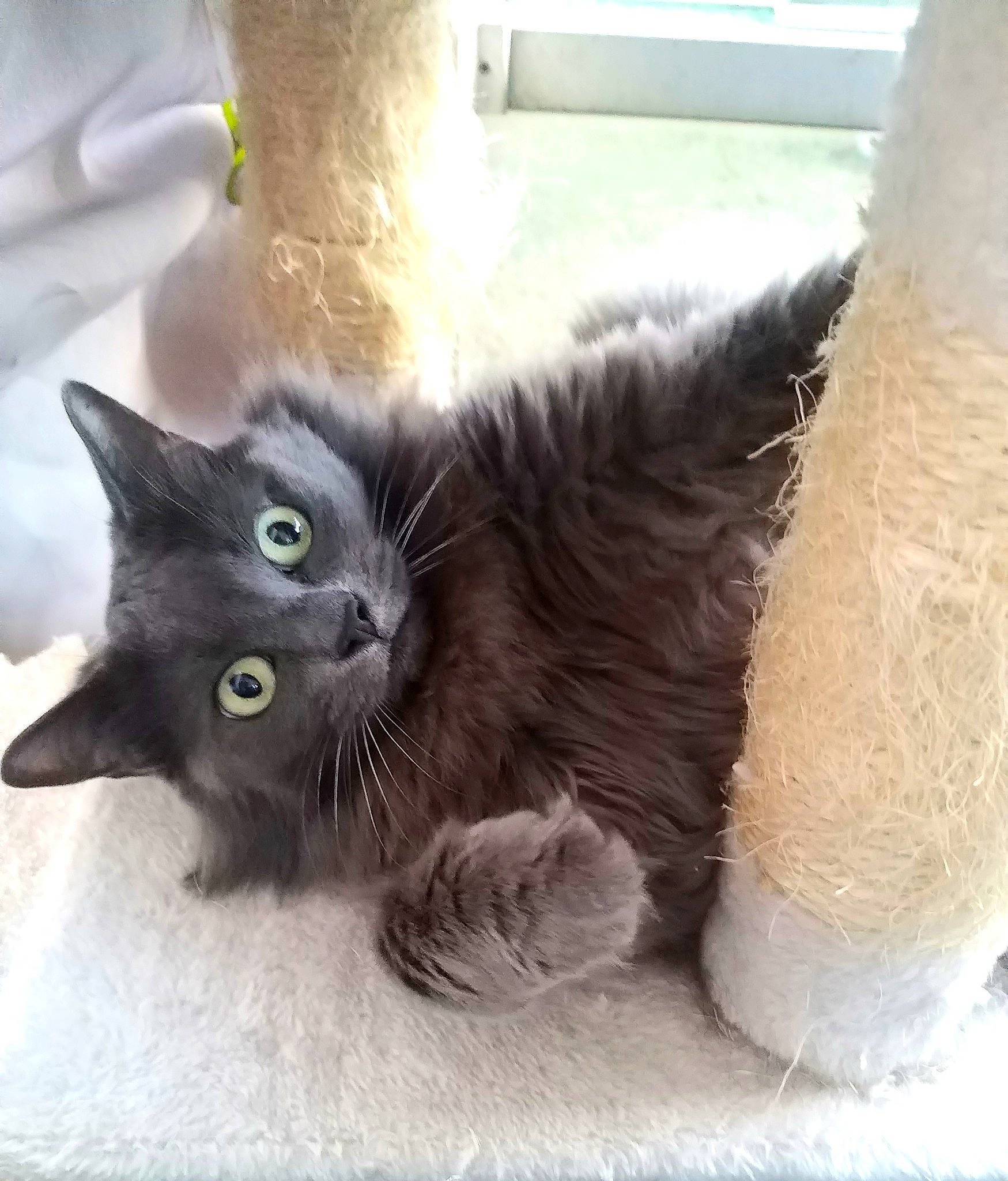 Lilas participe au concours pour gagner de l'argent avec cette photo : black_cat, box, carnivore, cat, cat_supply, claw, comfort, digital_video_recorder, domestic_short_haired_cat, fawn, felidae, flooring, fur, grey, paw, small_to_medium_sized_cats, snout, tail, whiskers, window