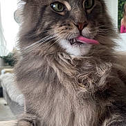 Caporal participe au concours pour gagner de l'argent avec cette photo : cat, fluffy, tongue_out, indoor, furniture, wooden_surface, pet, close_up, animal, tabby, whiskers, cute, relaxed, portrait, mammal, fur, green_eyes, domestic_cat, sitting, household