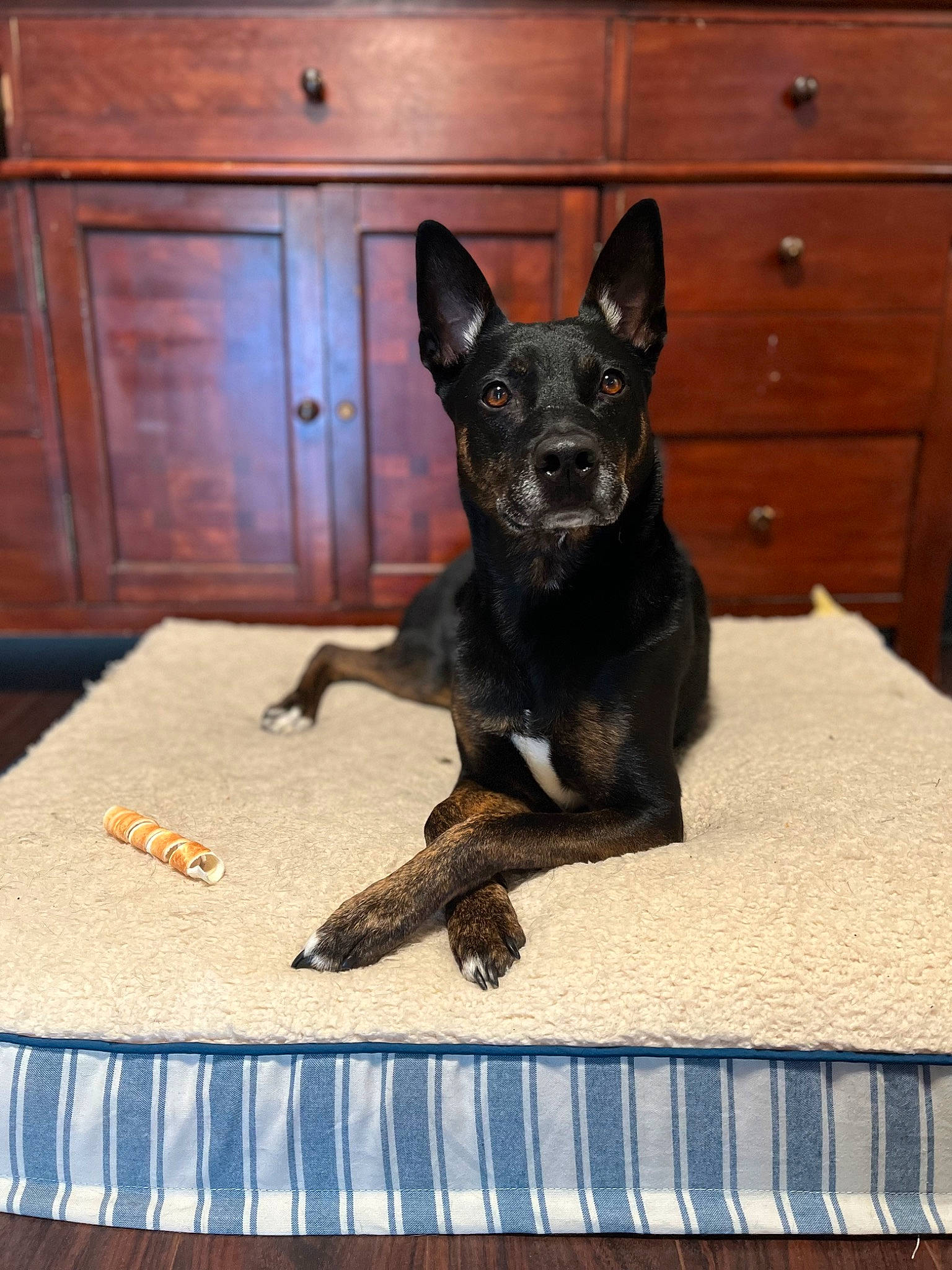 Luna joined the competition — help win amazing prizes! cabinetry, carnivore, comfort, companion_dog, cupboard, dog, dog_breed, drawer, fawn, flooring, guard_dog, hardwood, linens, rectangle, sporting_group, tablecloth, toy_dog, whiskers, wood, working_animal