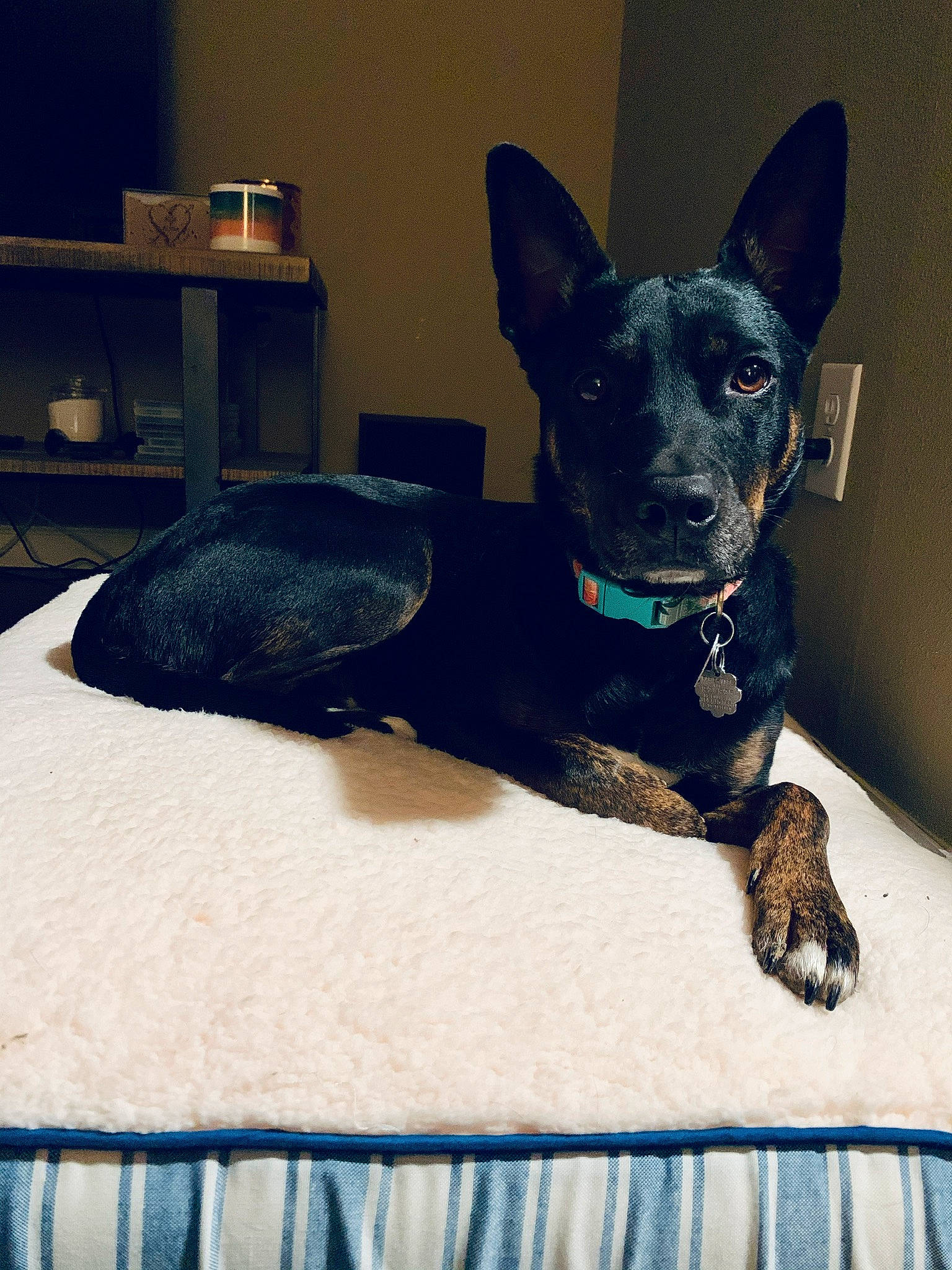 Luna is registered to the contest to win money with this photo: blue, canidae, carnivore, collar, comfort, companion_dog, dog, dog_breed, dog_collar, dog_supply, electric_blue, fawn, guard_dog, paw, snout, sporting_group, toy_dog, whiskers, working_animal, working_dog