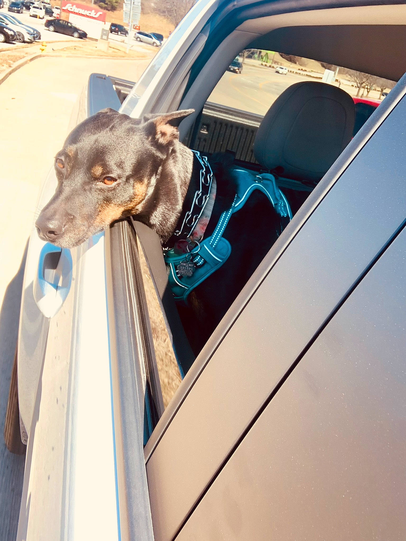 Luna joined the competition — help win amazing prizes! automotive_exterior, automotive_lighting, automotive_mirror, car, carnivore, collar, companion_dog, dog, dog_breed, dog_collar, door, door_handle, fawn, hood, motor_vehicle, snout, vehicle, vehicle_door, windshield, working_animal