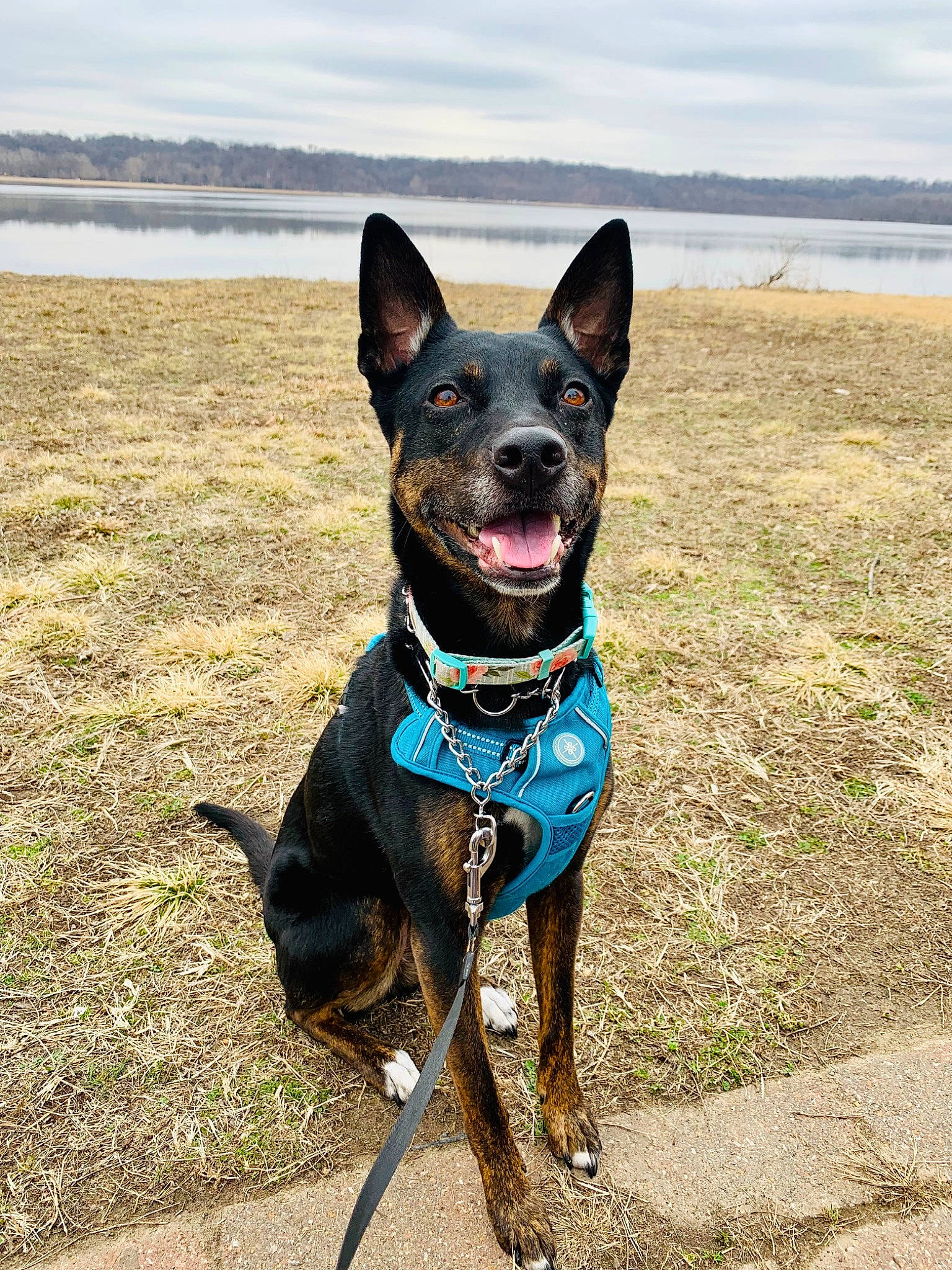 Luna joined the competition — help win amazing prizes! australian_cattle_dog, carnivore, cloud, collar, companion_dog, dog, dog_breed, dog_collar, dog_supply, electric_blue, fawn, guard_dog, lake, leash, sky, snout, sporting_group, water, whiskers, working_animal