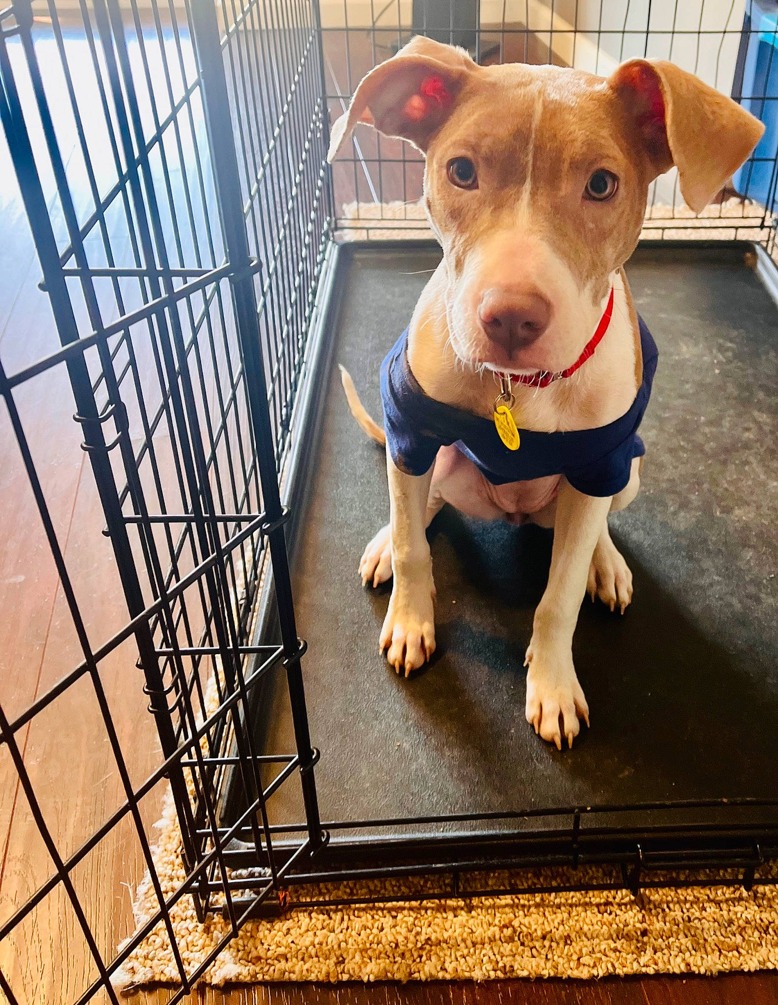 Cali is registered to the contest to win money with this photo: animal_feed, animal_shelter, cage, canidae, carnivore, companion_dog, dog, dog_breed, dog_supply, fawn, mesh, metal, pet_supply, rectangle, service, snout, sporting_group, terrestrial_animal, working_animal