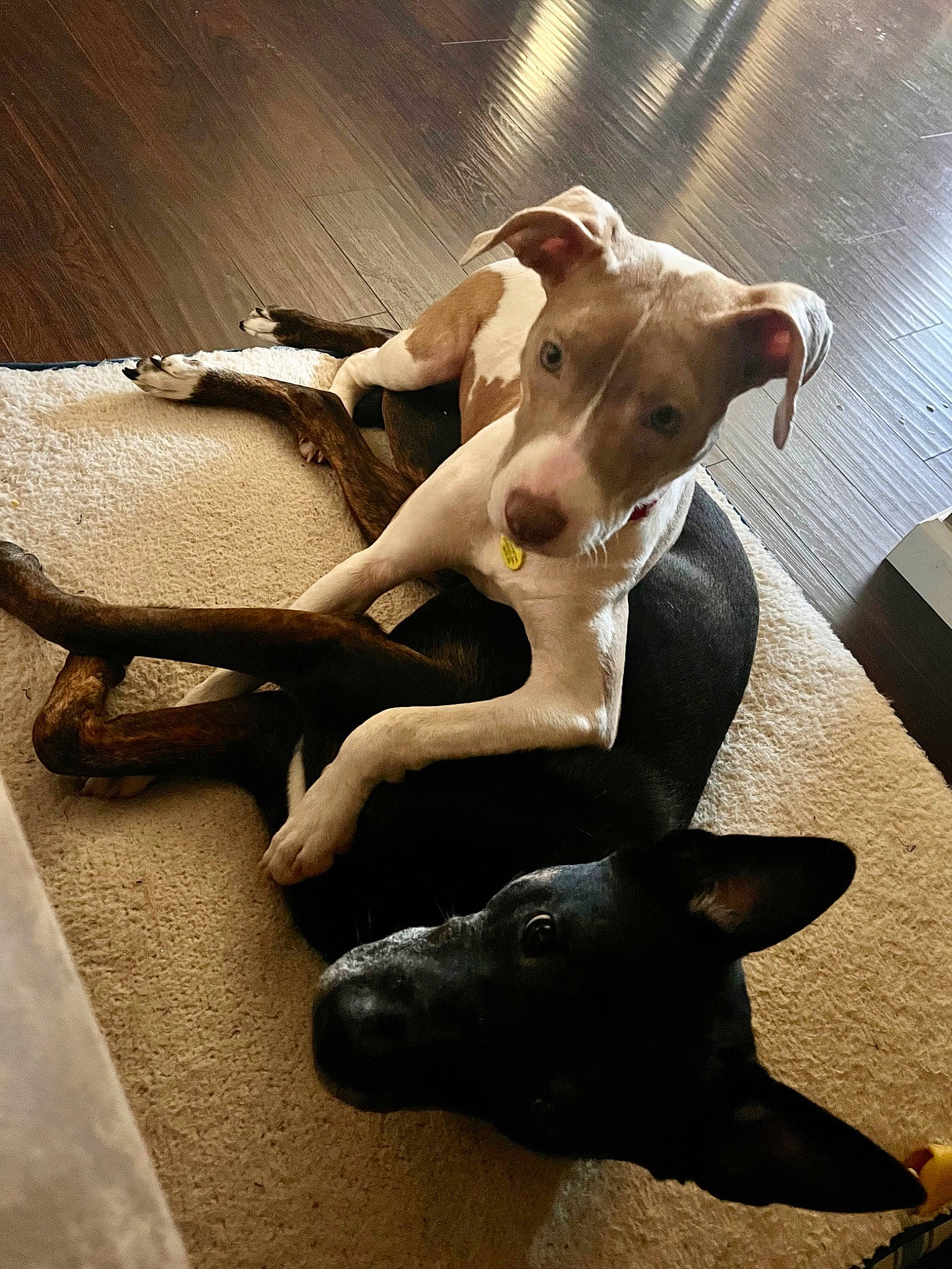 Cali is registered to the contest to win money with this photo: art, artifact, bone, canidae, carnivore, companion_dog, dog, dog_breed, fawn, flooring, metal, sculpture, snout, sporting_group, tail, terrestrial_animal, visual_arts, wildlife, wood, working_animal