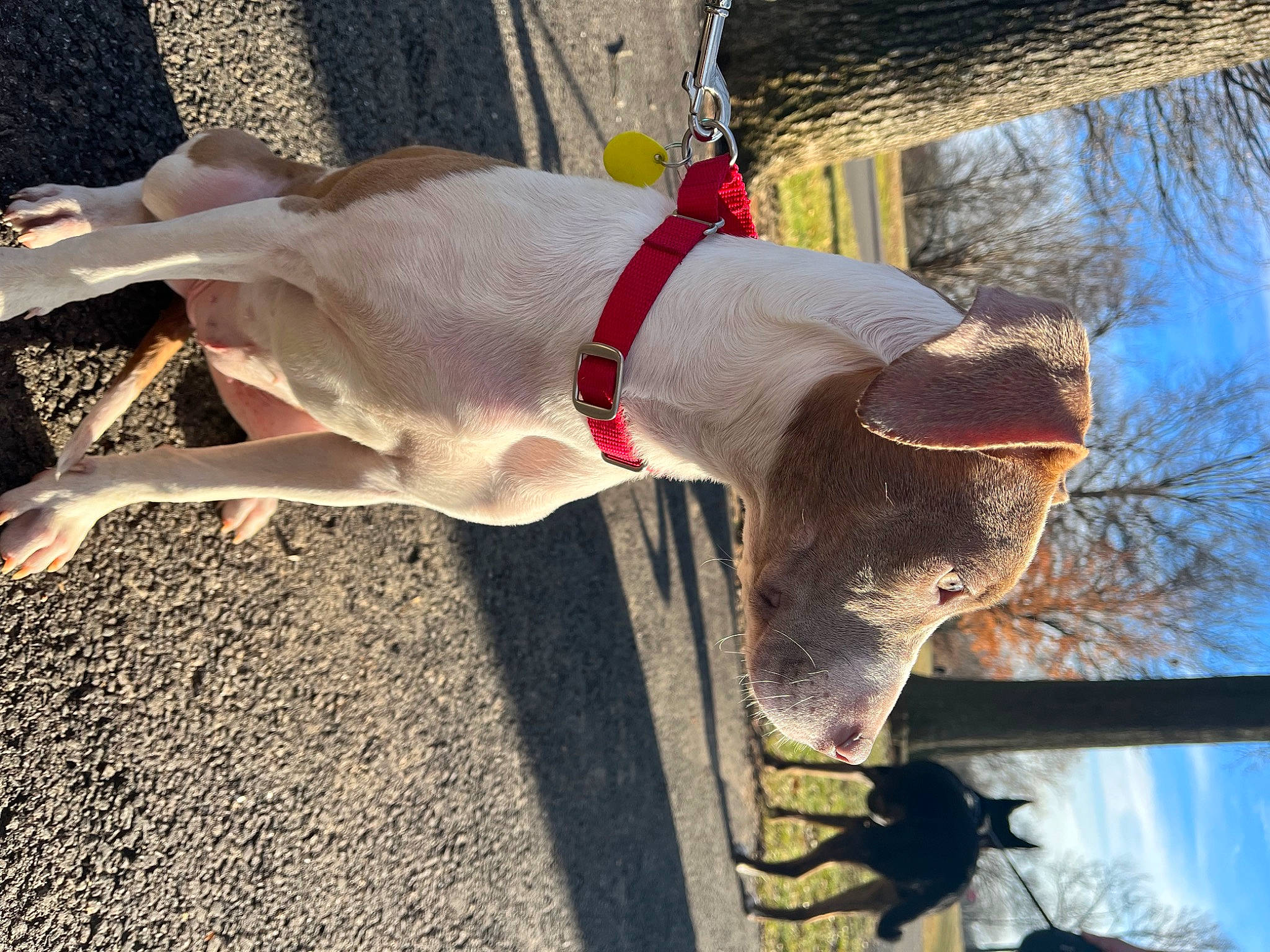 Cali is registered to the contest to win money with this photo: carmine, carnivore, collar, companion_dog, dog, dog_breed, dog_collar, dog_supply, fawn, fur, leash, pet_supply, sky, snout, sporting_group, tail, tree, winter, wood, working_animal