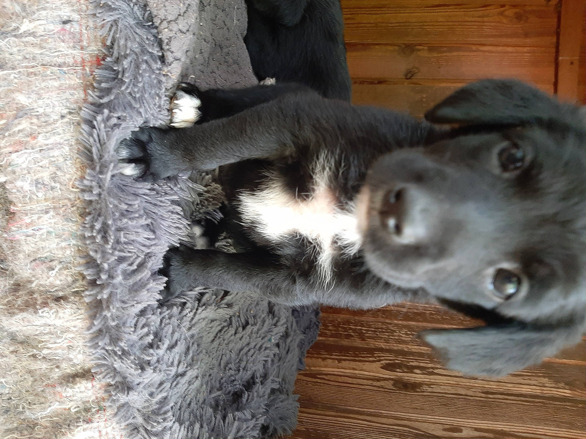 Gaýä participe au concours pour gagner de l'argent avec cette photo : borador, canidae, carnivore, companion_dog, dog, dog_breed, fawn, fur, grey, herding_dog, non_sporting_group, sporting_group, tail, terrestrial_animal, trunk, whiskers, wood, working_animal, working_dog