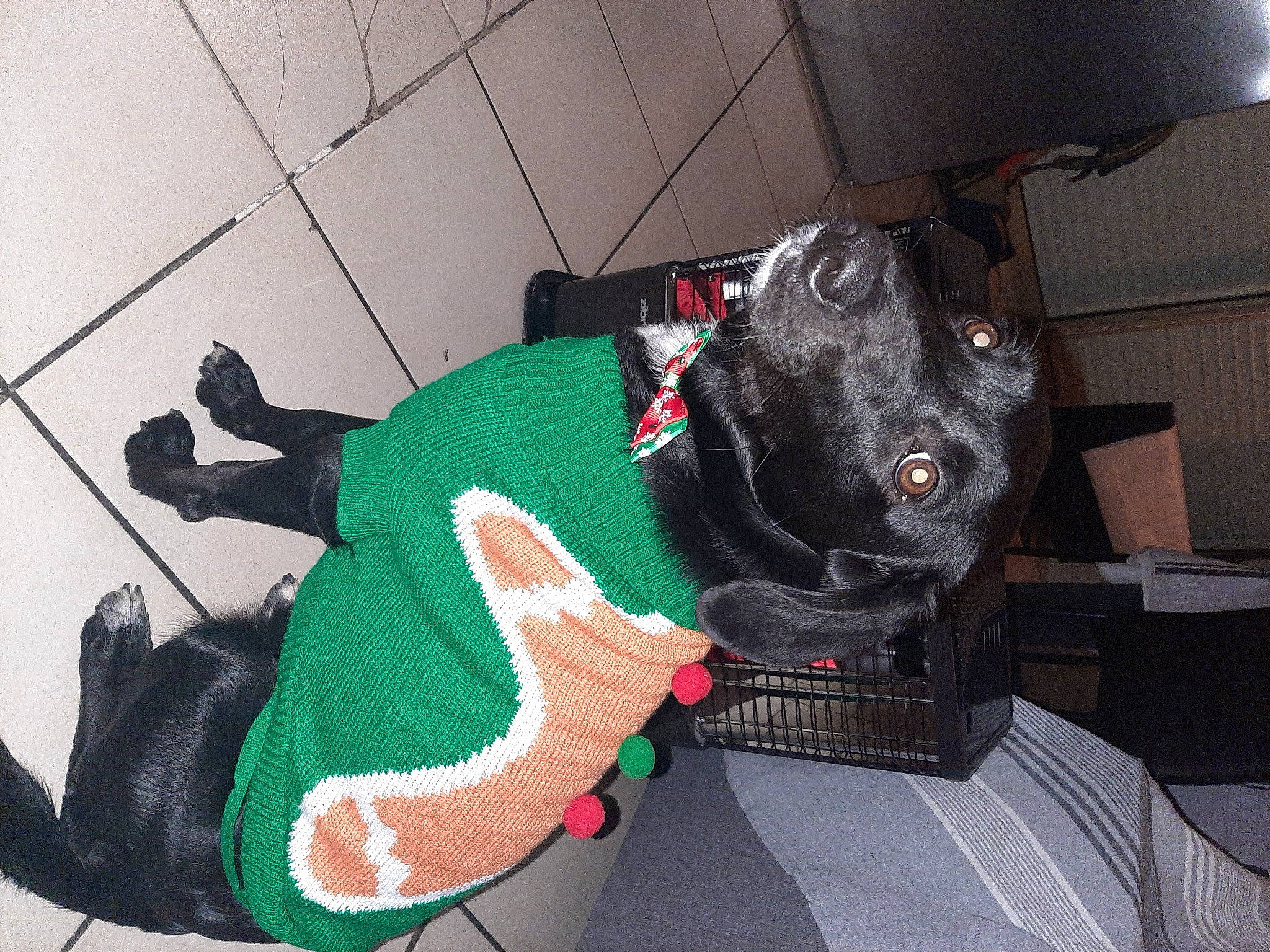 Gaýä participe au concours pour gagner de l'argent avec cette photo : athletic_shoe, bag, carmine, carnivore, collar, companion_dog, dog, dog_breed, dog_clothes, dog_collar, dog_supply, fashion_accessory, fictional_character, fur, leash, luggage_and_bags, pattern, personal_protective_equipment, sock, stuffed_toy