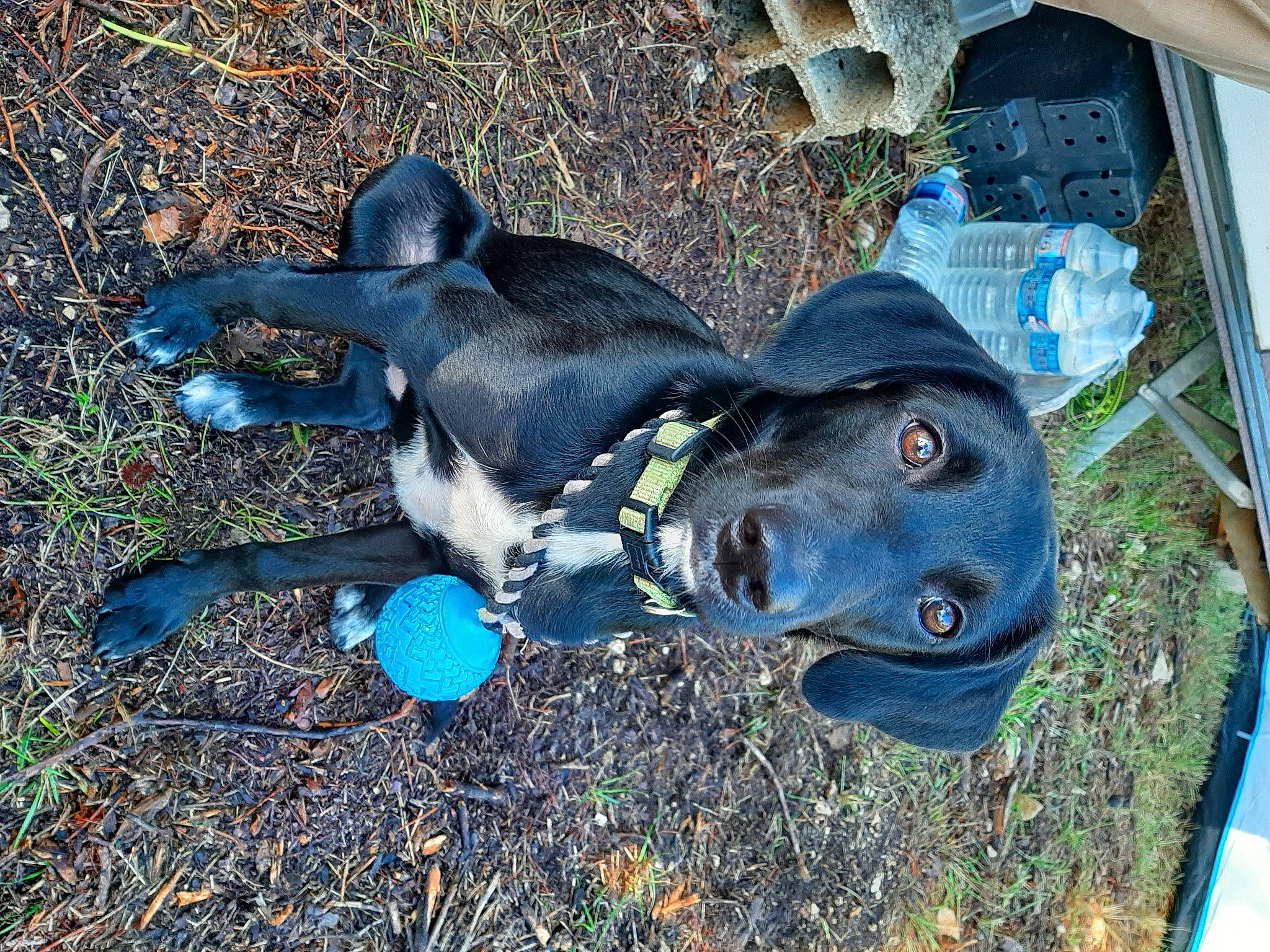 Gaýä participe au concours pour gagner de l'argent avec cette photo : adventure, borador, carnivore, collar, companion_dog, dog, dog_breed, dog_collar, dog_supply, electric_blue, fashion_accessory, grass, hat, personal_protective_equipment, plant, soil, sporting_group, tail, vertebrate, working_animal