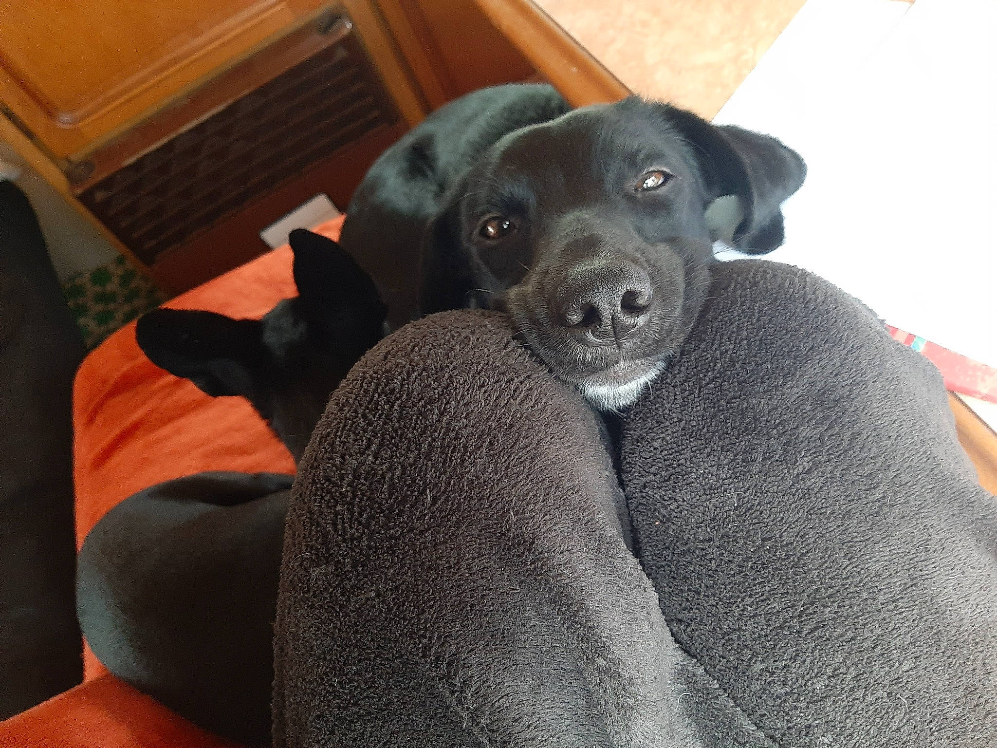 Gaýä a rejoint le concours — aidez-le/la à gagner de superbes lots ! borador, canidae, carnivore, comfort, companion_dog, dog, dog_breed, drawer, fur, grey, guard_dog, hardwood, non_sporting_group, puppy, varnish, whiskers, wood, working_animal