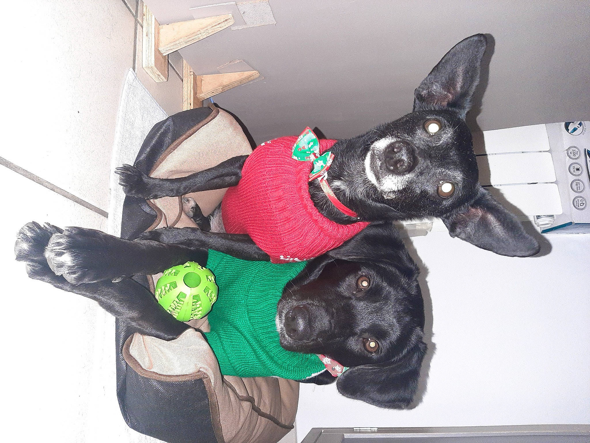 Izys a rejoint le concours — aidez-le/la à gagner de superbes lots ! canidae, carmine, carnivore, collar, comfort, companion_dog, costume, costume_hat, dog, dog_breed, dog_clothes, dog_collar, dog_supply, fashion_accessory, fawn, fur, grey, personal_protective_equipment, sporting_group, working_animal