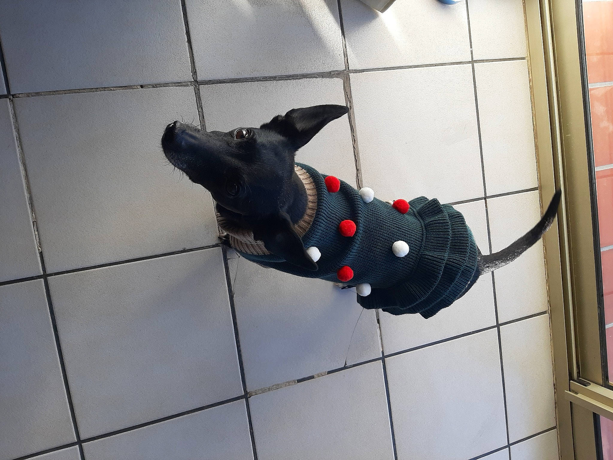 Izys participe au concours pour gagner de l'argent avec cette photo : carmine, carnivore, companion_dog, dog, dog_breed, dog_supply, electric_blue, fashion_accessory, flooring, line, metal, pattern, pet_supply, rope_rhythmic_gymnastics, snout, tail, tile, toy, wing, working_animal