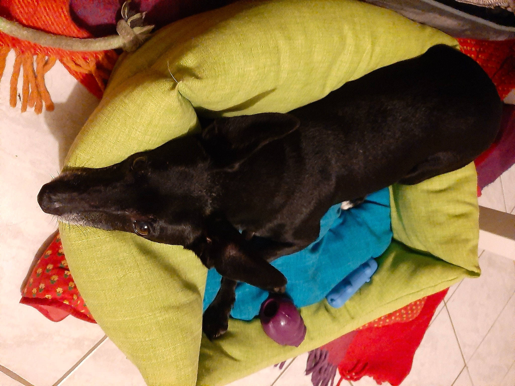 Izys participe au concours pour gagner de l'argent avec cette photo : canidae, carnivore, collar, comfort, companion_dog, dog, dog_breed, dog_supply, fashion_accessory, fawn, felidae, linens, liver, pet_supply, red, small_to_medium_sized_cats, snout, sporting_group, tail, working_animal