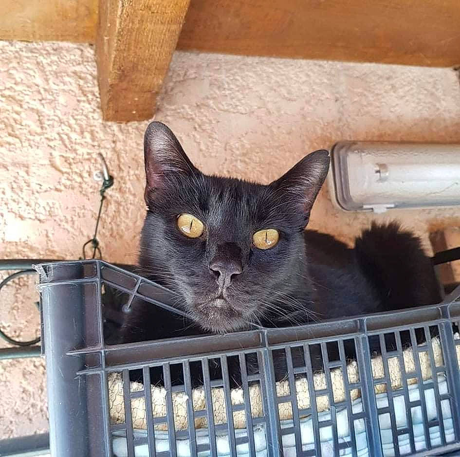 Budy a rejoint le concours — aidez-le/la à gagner de superbes lots ! black_cat, bombay, box, carnivore, cat, computer, computer_hardware, domestic_short_haired_cat, eye, felidae, fur, input_device, iris, metal, office_equipment, small_to_medium_sized_cats, snout, space_bar, tail, whiskers