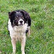 Sorbonne participe au concours pour gagner de l'argent avec cette photo : dog, grass, outdoor, animal, pet, black_and_white, fur, canine, nature, alert, mammal, field, standing, eyes, ears, grassland, daylight, portrait, watching, expression