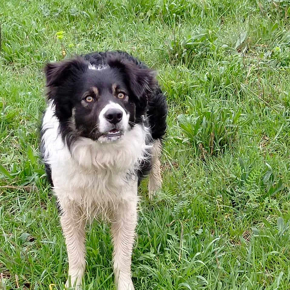 Sorbonne participe au concours pour gagner de l'argent avec cette photo : alert, animal, black_and_white, canine, daylight, dog, ears, expression, eyes, field, fur, grass, grassland, mammal, nature, outdoor, pet, portrait, standing, watching