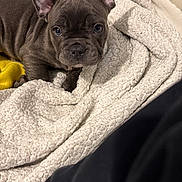 Bluebelle participe au concours pour gagner de l'argent avec cette photo : animal, bed, blanket, canine, comfort, cozy, cute, dog, domestic_animal, ears, french_bulldog, fur, indoor, looking_up, pet, puppy, resting, small_dog, snout, young_dog