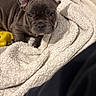 animal, bed, blanket, canine, comfort, cozy, cute, dog, domestic_animal, ears, french_bulldog, fur, indoor, looking_up, pet, puppy, resting, small_dog, snout, young_dog