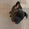 Bluebelle a rejoint le concours — aidez-le/la à gagner de superbes lots ! adorable, animal, black_dog, canine, companion, curious, cute, dog, domestic_animal, ears, floor, french_bulldog, indoor, looking_up, pet, puppy, sitting, small_dog, tile_floor, young_dog