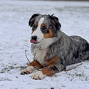 Aïka participe au concours pour gagner de l'argent avec cette photo : dog, australian_shepherd, snow, tongue_out, stick, paw, fur, tricolor, lying_down, outdoor, winter, grass, collar, portrait, bokeh, cute, playful, pet, animal, licking