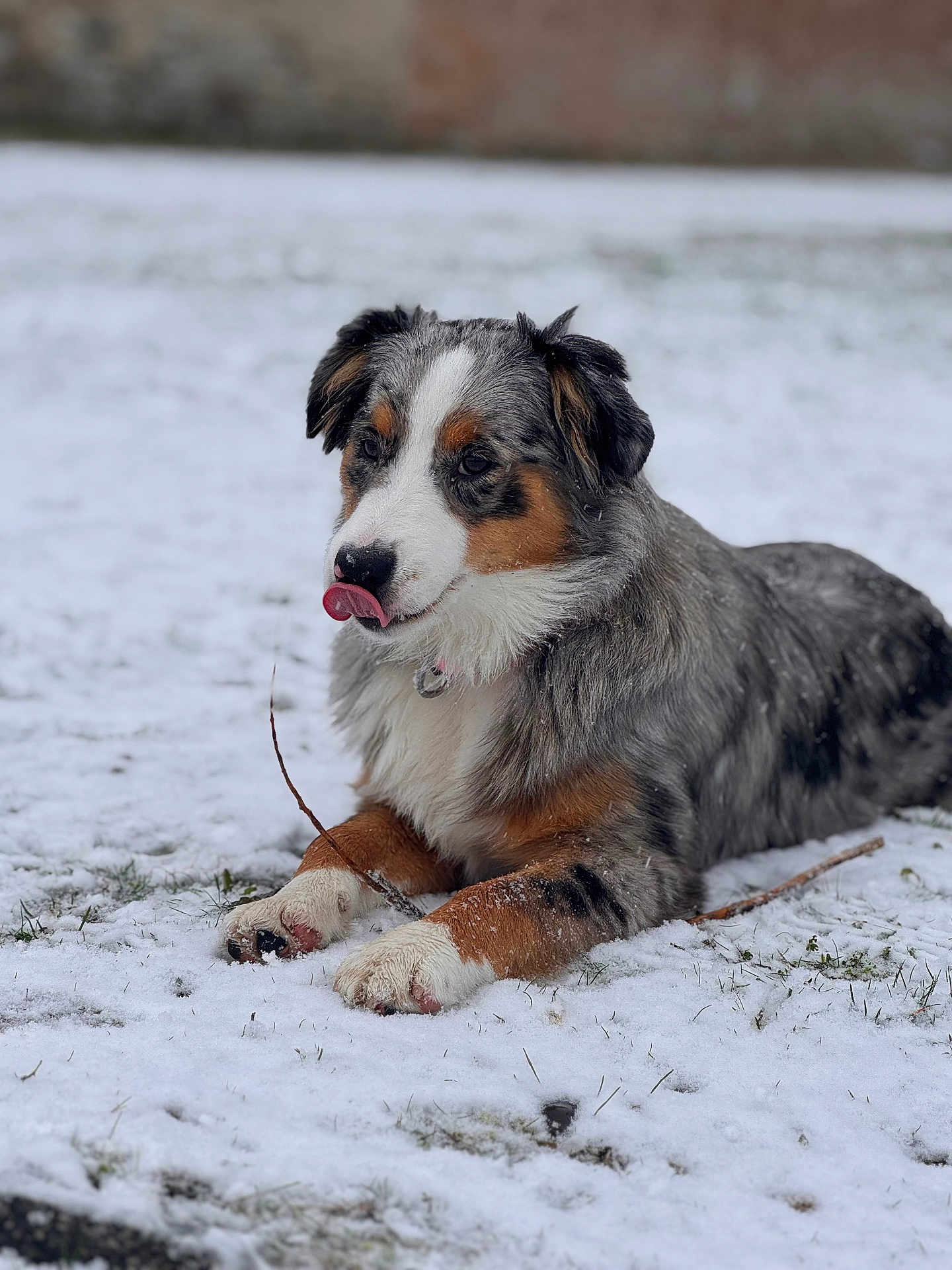 Aïka participe au concours pour gagner de l'argent avec cette photo : dog, australian_shepherd, snow, tongue_out, stick, paw, fur, tricolor, lying_down, outdoor, winter, grass, collar, portrait, bokeh, cute, playful, pet, animal, licking