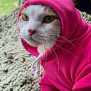 Gigi is registered to the contest to win money with this photo: animal, apparel, blanket, cat, closeup, cozy, cute, domestic, fashion, fur, hoodie, indoor, mammal, pet, pink, portrait, relaxed, soft, whiskers, window